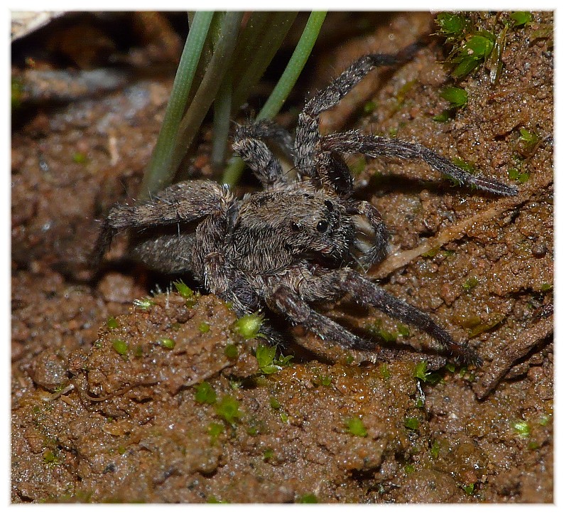 Ragni vari(Gnaphosidae, Lycosidae, Theridiidae, Thomisidae.)